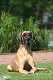 DOGUE ALLEMAND 851